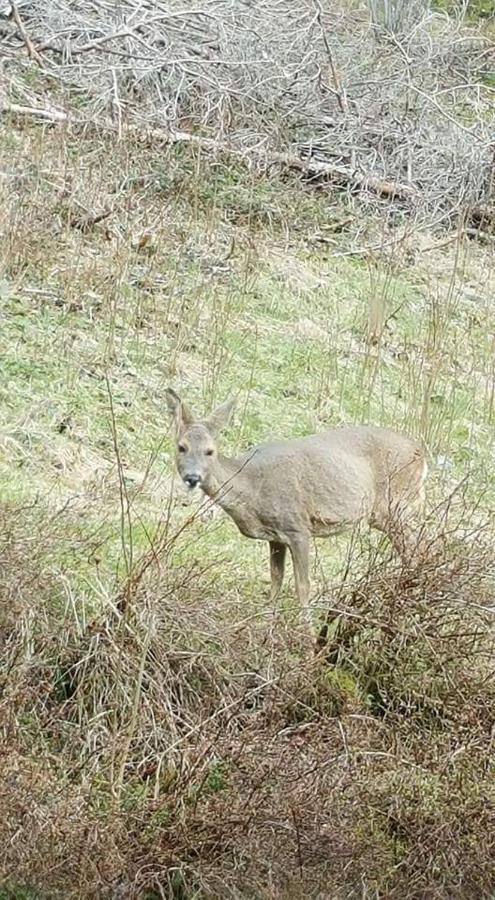 Ferienwohungen Im Kuchersbach Hornberg Eksteriør billede
