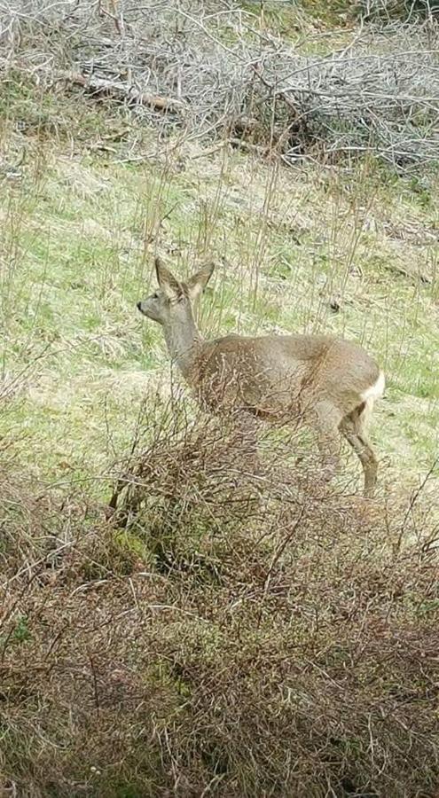Ferienwohungen Im Kuchersbach Hornberg Eksteriør billede