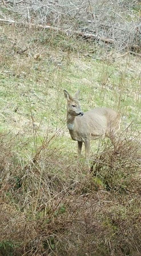 Ferienwohungen Im Kuchersbach Hornberg Eksteriør billede